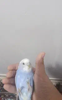 مرغ عشق