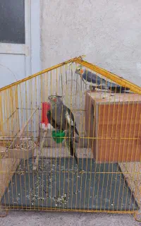 جفت عروس هلندی