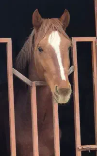 پانسیون ونگهداری اسب