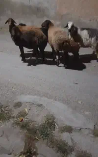 حیوانات