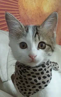 واگذاری گربه