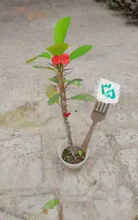 گل گل گل