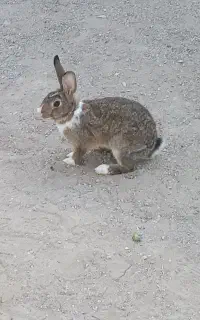 یک جفت خرگوش بازیگوش