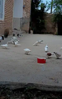 ۳۰ تا المانی
