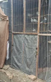 قفس پرنده یا کبوتر