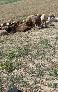 کاور نر