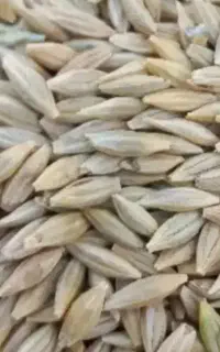 جو محلی
