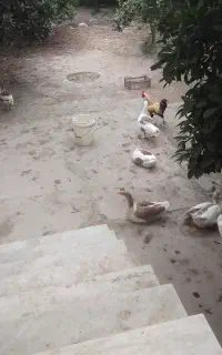 غازدورگه غوغاز