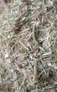 فروشه کاه لوبیا