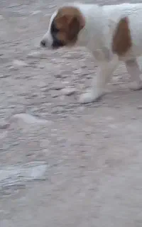 توله سالم ماده