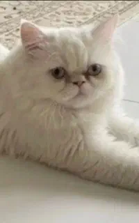 پرشین نر واکسن خورده