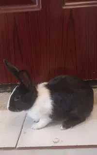 خرگوش