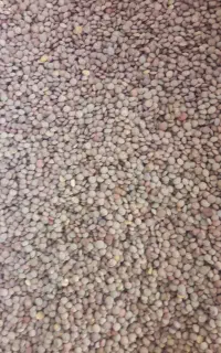 عدس ارزان قیمت .قند وشکردولتی