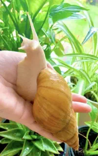 حلزون آلبینو