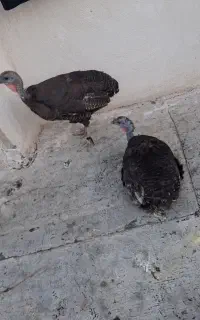 دو تا بوقلمون ماده تخم میزارن