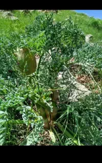 نیازمندزمین برنج کاری