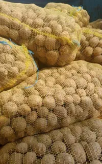 سیب زمینی بذری سانته۴۰۳
