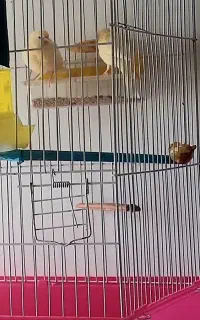 نرقناره ۲۰