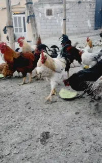 خروس