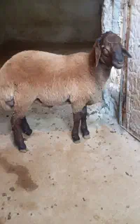 بره قوچ هترو سن ۸ماهه