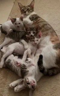 تعدادی بچه گربه همراه با مادر