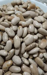 لوبیاکشاورزی وقرمز