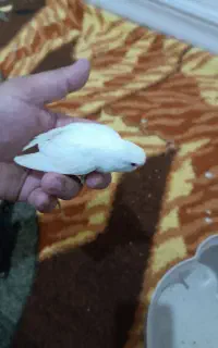 پرنده