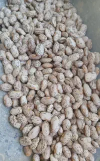 لوبیا سراب