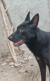 سگ ژرمن