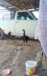مرغ لاری اصیل