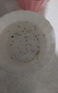 بچه ماهی گوپی