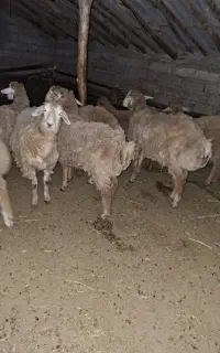 توغلی بره مغانی پاییزه