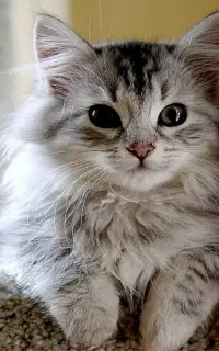 واگذاریه گربه اسکاتیش