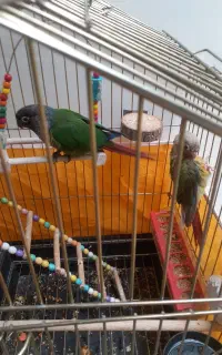 طوطی گرینجیک