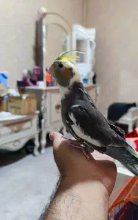 عروس هلندی نر