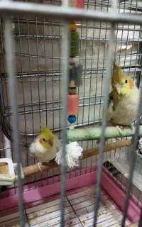عروس هلندی