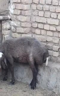 بره ماده چاق و پروار