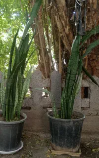 گل سانسوریا