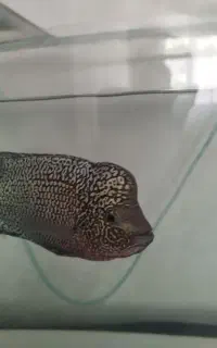 فلاور