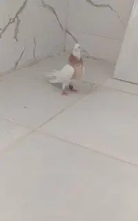 ۵۰۰۰۰۰