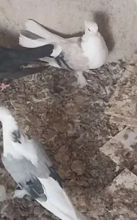 کودکبوتر
