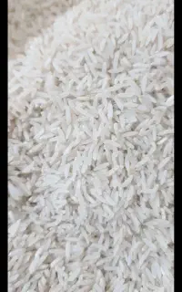 برنج فجر امسالی