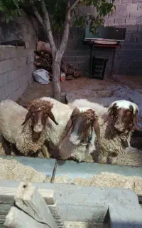 پنج راس شک