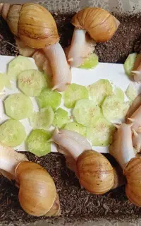 حلزون نژاد آلبینو