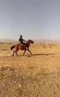 مادیون یورقه