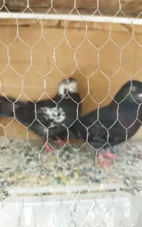 کبوتر وجوجه