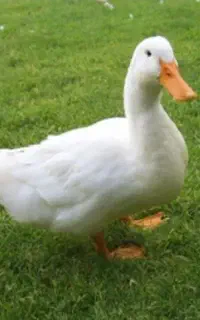 اردک