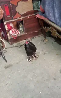 خروس