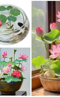 بذر نیلوفر آبی یا مردابی مخصوص آکواریوم