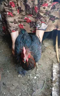 یک عدد خروس